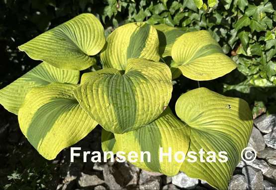 Hosta Afterglow