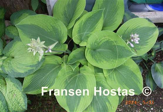 Hosta Afterglow