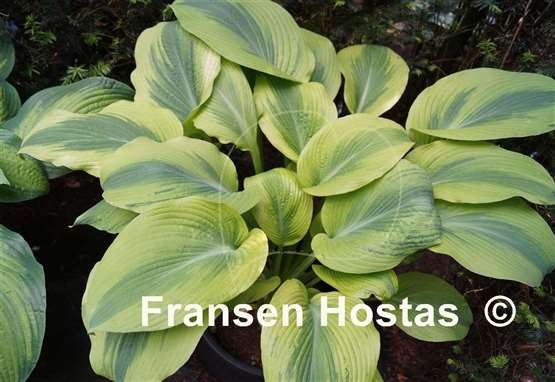 Hosta Afterglow