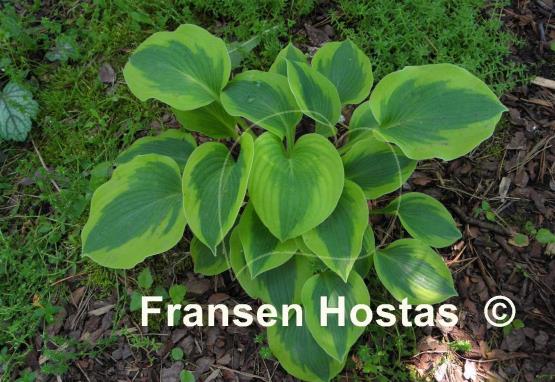 Hosta Afternoon Delight