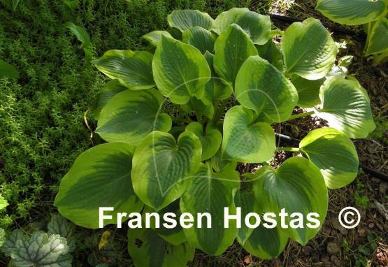 Hosta Afternoon Delight