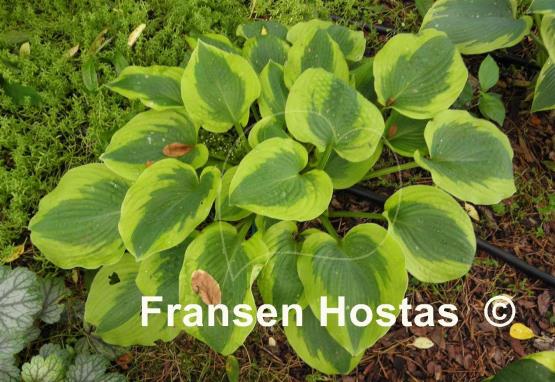 Hosta Afternoon Delight