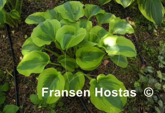 Hosta Afternoon Delight