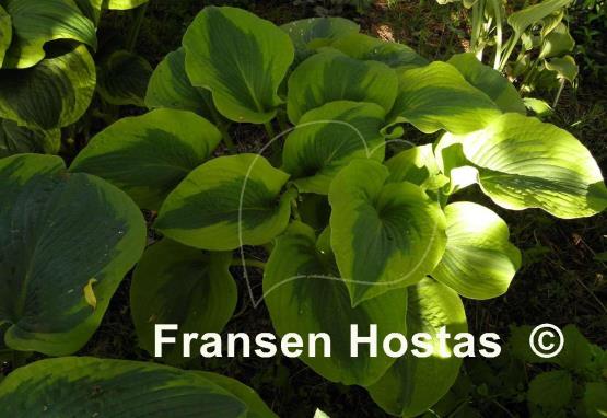 Hosta Afternoon Delight