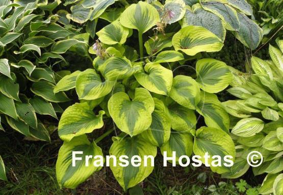 Hosta Afternoon Delight