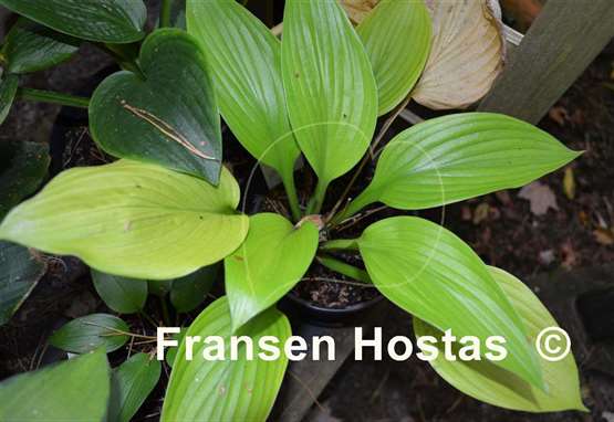 Hosta Age of Gold