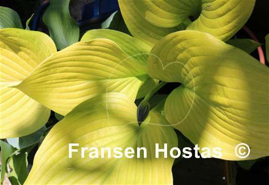 Hosta Age of Gold
