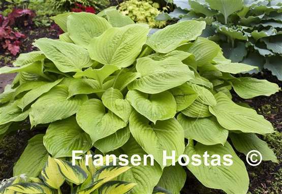 Hosta Age of Gold
