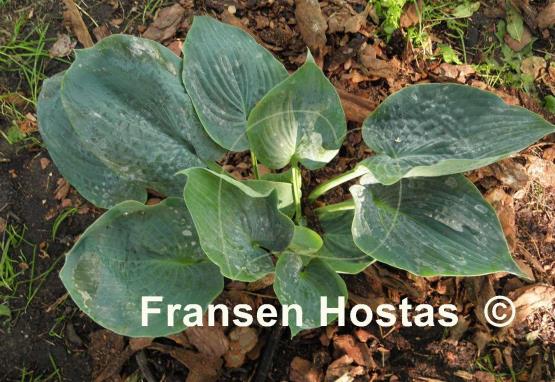 Hosta Ah-ha-ha-bah