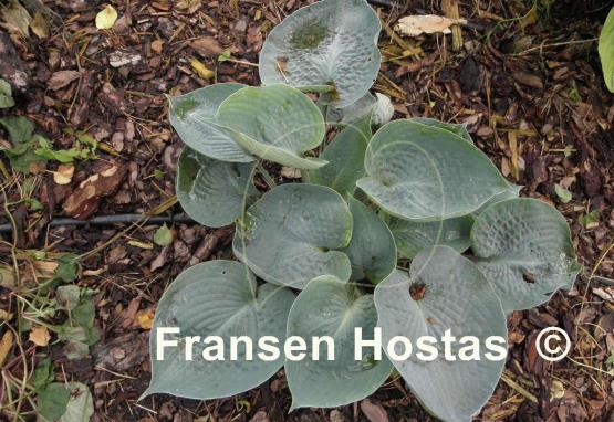 Hosta Ah-ha-ha-bah
