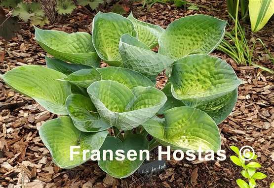 Hosta Ah-ha-ha-bah