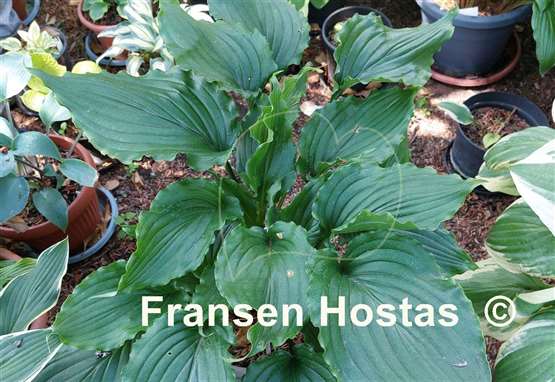Hosta Ain't Misbehavin