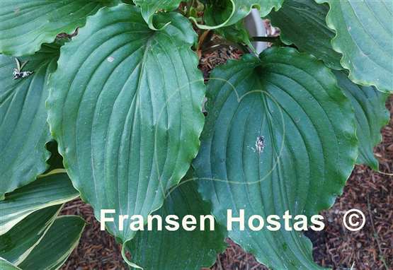 Hosta Ain't Misbehavin