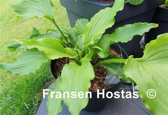 Hosta Ain't Misbehavin