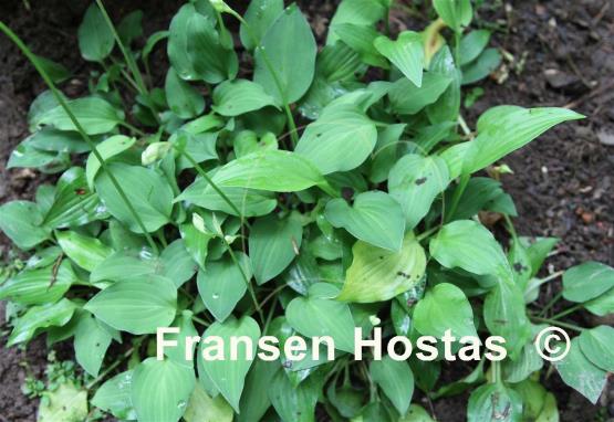 Hosta Akarana