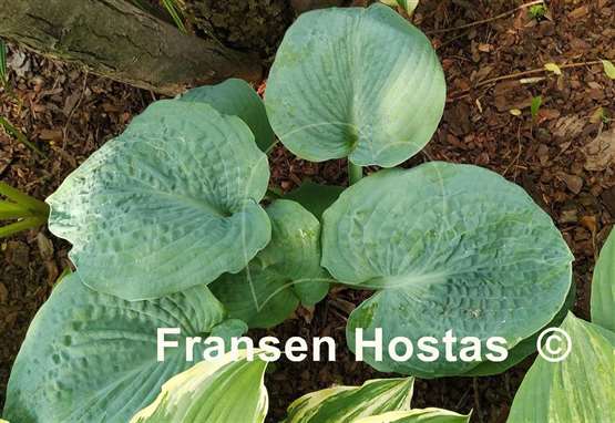 Hosta Aksarben