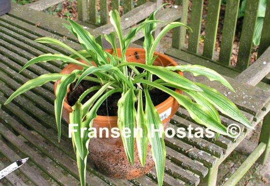 Hosta Alakazaam