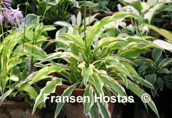 Hosta Alakazaam