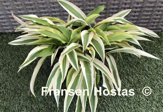 Hosta Alakazaam