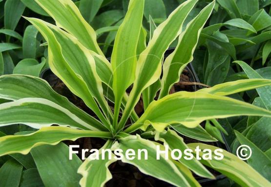 Hosta Alakazaam