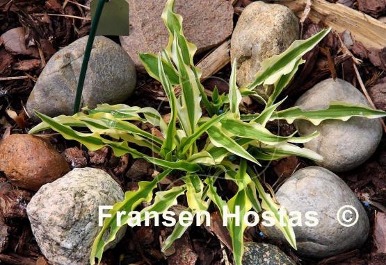 Hosta Alakazaam