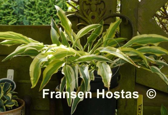 Hosta Alakazaam