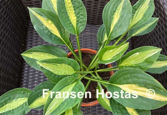 Hosta Alan Titchmarsh