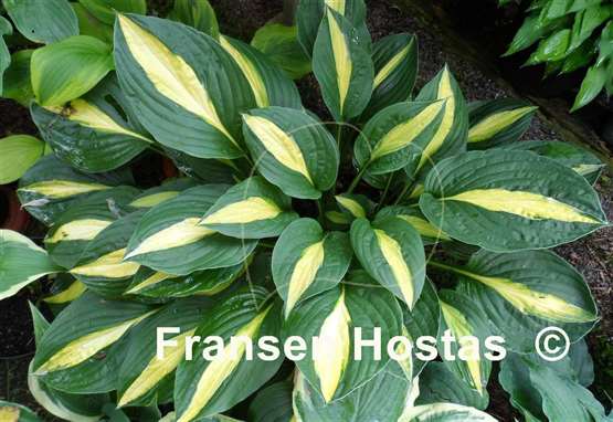 Hosta Alan Titchmarsh