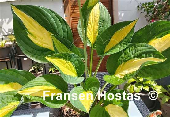 Hosta Alan Titchmarsh