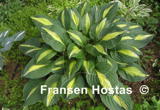 Hosta Alan Titchmarsh