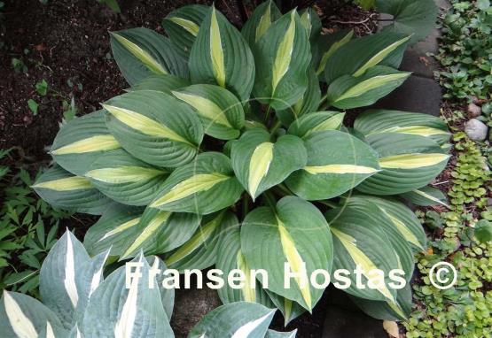 Hosta Alan Titchmarsh