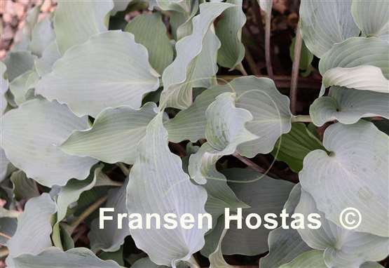 Hosta Alana's Laugh