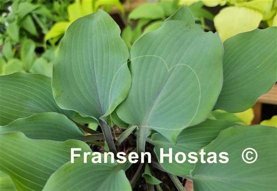 Hosta Alana's Laugh