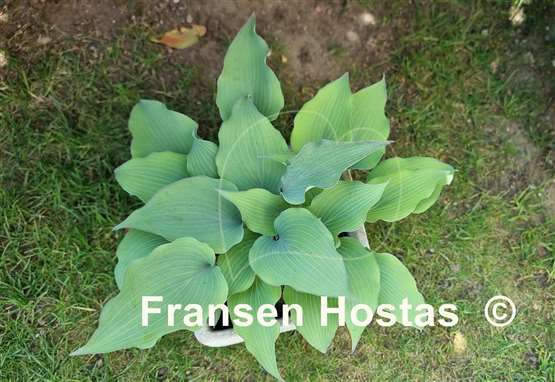 Hosta Alana's Laugh