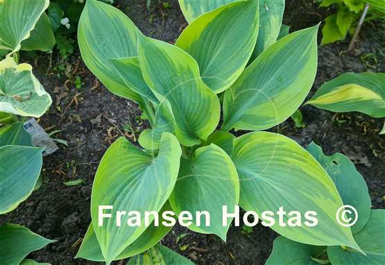 Hosta Alex Summers 