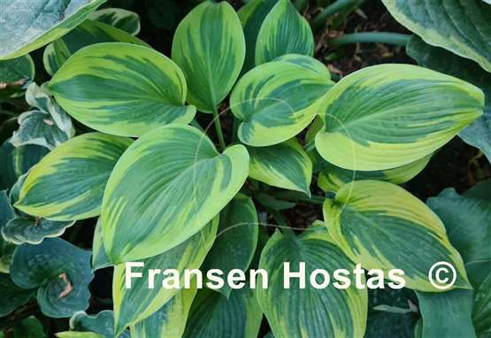 Hosta Alex Summers 