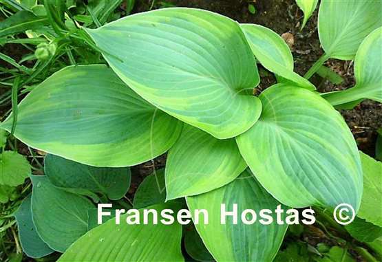 Hosta Alex Summers
