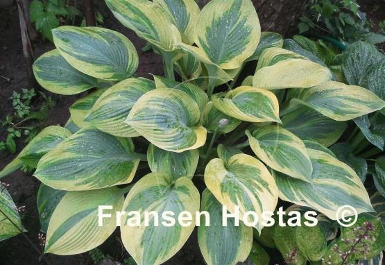 Hosta Alex Summers