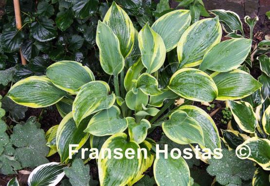 Hosta Alex Summers
