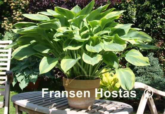 Hosta Alex Summers