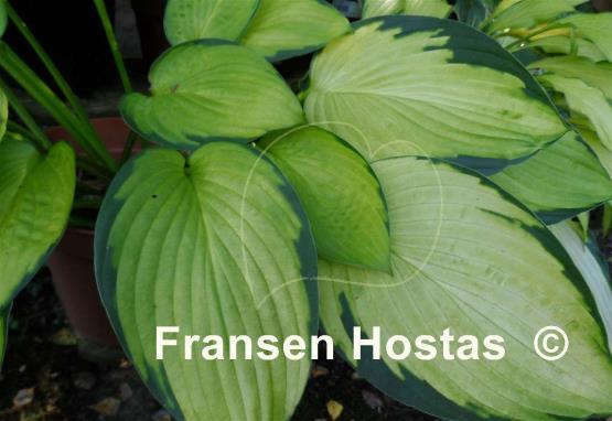 Hosta Alice in Wonderland