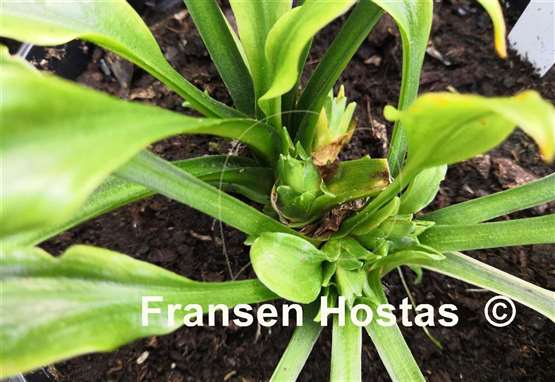Hosta Alien Fingers