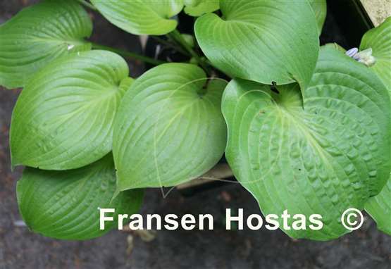Hosta Aliyah's Grace