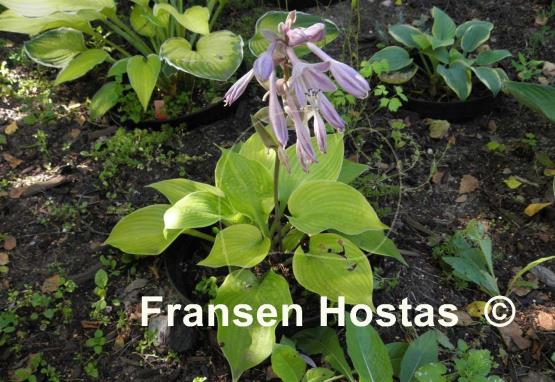 Hosta Aliyah's Grace