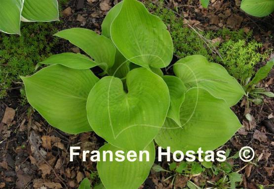 Hosta Aliyah's Grace