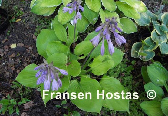 Hosta Aliyah's Grace