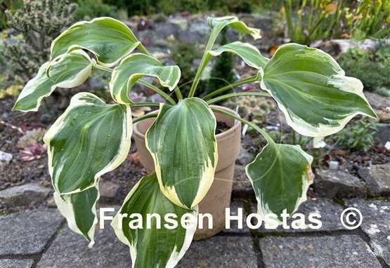 Hosta All Aflutter