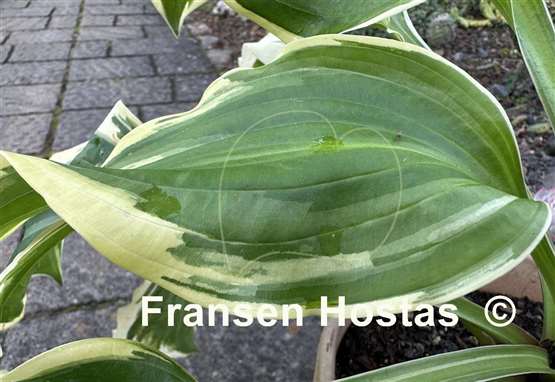 Hosta All Aflutter