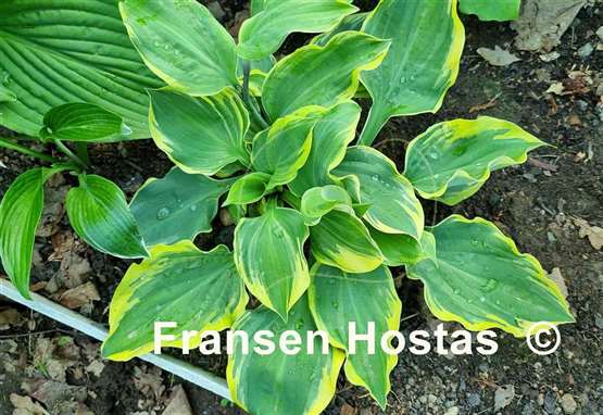 Hosta All Aflutter