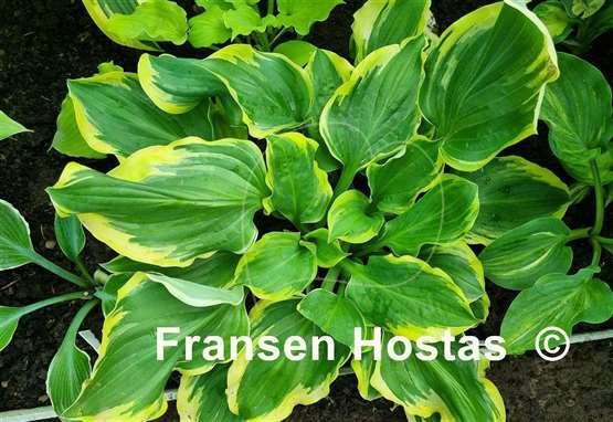 Hosta All Aflutter